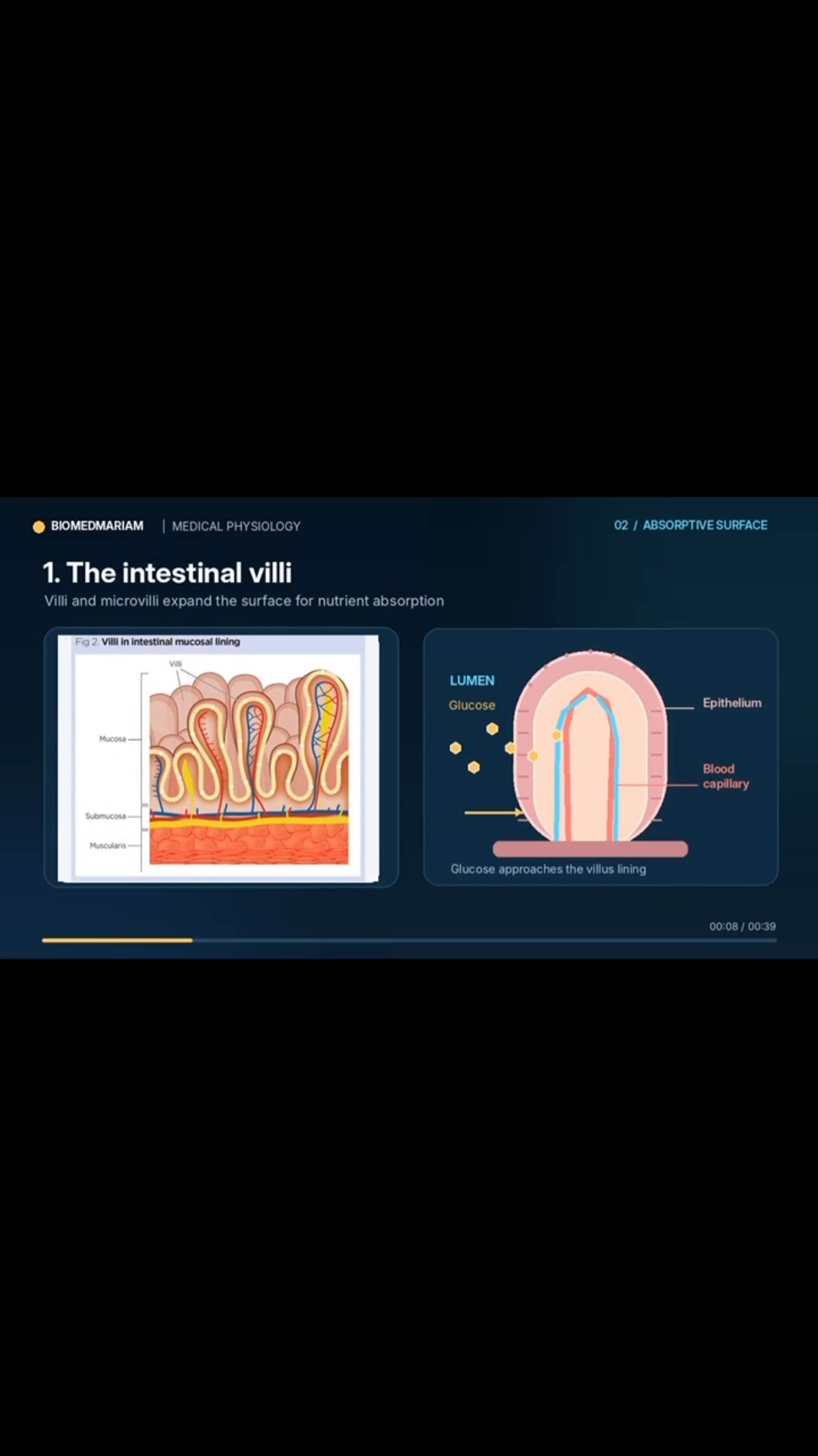 Glucose Absorption in the Small Intestine — SGLT1, Step by Step — video thumbnail
